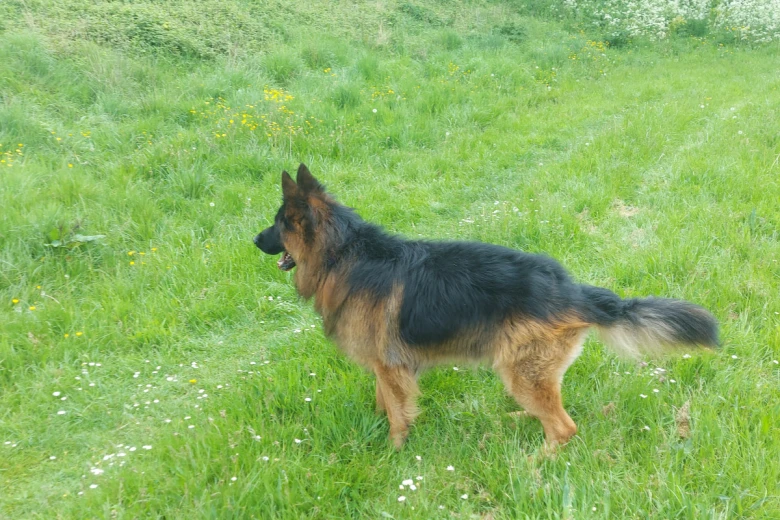 German Shepherd (Alsatian)
