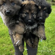 German Shepherd (Alsatian) - Both