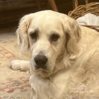 Golden Retriever - Both