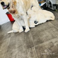 Golden Retriever - Both