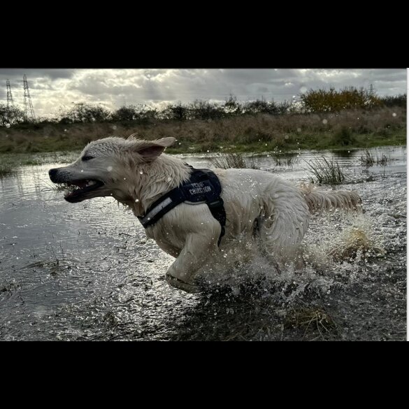 Golden Retriever