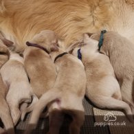 Golden Retriever - Both