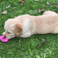 Golden Retriever - Both