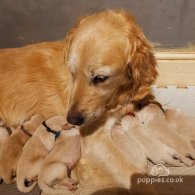 Golden Retriever - Both