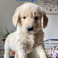 Goldendoodle - Both