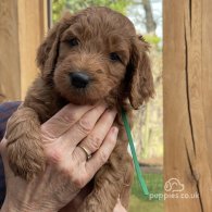 Goldendoodle - Both