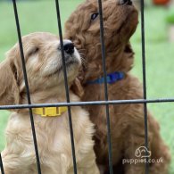 Goldendoodle - Both