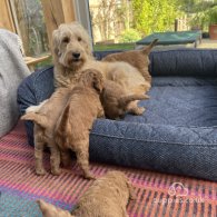 Goldendoodle - Both