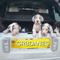 Great Dane - Both