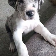 Great Dane - Both