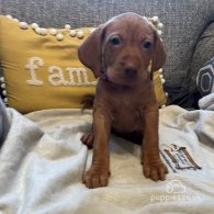 Hungarian Vizsla - Both