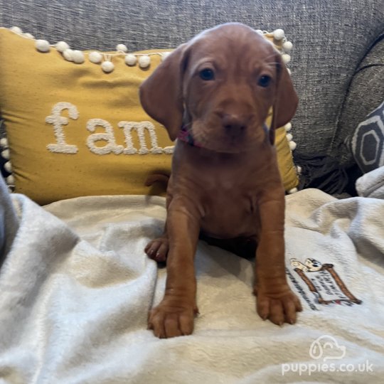 Hungarian Vizsla - Both