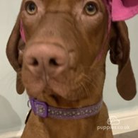 Hungarian Vizsla - Both