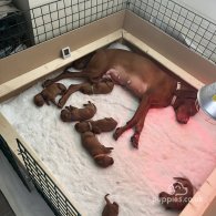 Hungarian Vizsla - Both