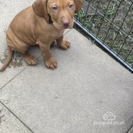 Hungarian Vizsla - Both