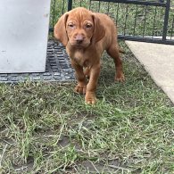 Hungarian Vizsla - Both