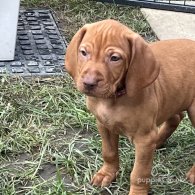 Hungarian Vizsla - Both