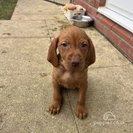 Hungarian Vizsla - Both