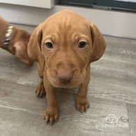 Hungarian Vizsla - Both