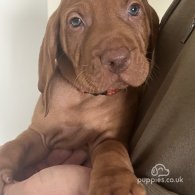 Hungarian Vizsla - Both