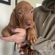 Hungarian Vizsla - Both