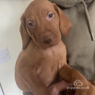 Hungarian Vizsla - Both