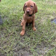 Hungarian Vizsla - Both