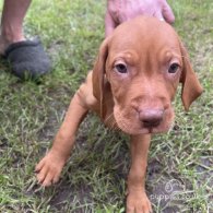 Hungarian Vizsla - Both