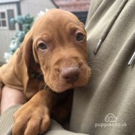 Hungarian Vizsla - Both