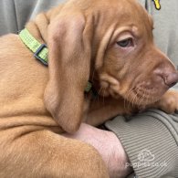 Hungarian Vizsla - Both