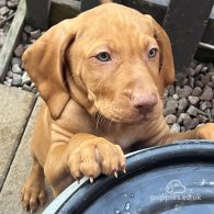 Hungarian Vizsla - Both