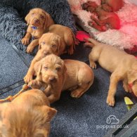 Hungarian Vizsla - Both