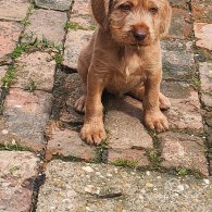 Hungarian Vizsla - Both