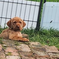 Hungarian Vizsla - Both