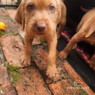 Hungarian Vizsla - Both