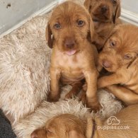 Hungarian Vizsla - Both