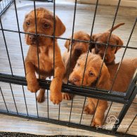 Hungarian Vizsla - Both