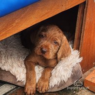 Hungarian Vizsla - Both