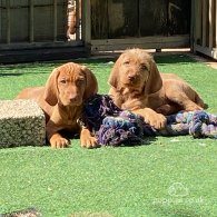 Hungarian Vizsla - Bitches