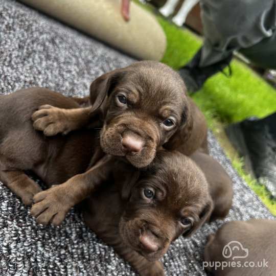 Cocker Spaniel (Working & Show) - Both