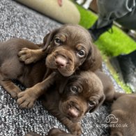 Cocker Spaniel (Working & Show) - Both