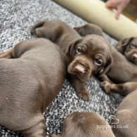 Cocker Spaniel (Working & Show) - Both