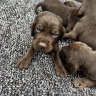 Cocker Spaniel (Working & Show) - Both