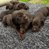 Cocker Spaniel (Working & Show) - Both