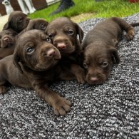 Cocker Spaniel (Working & Show) - Both