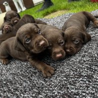 Cocker Spaniel (Working & Show) - Both