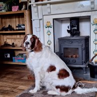 Irish Red and White Setter - Dogs