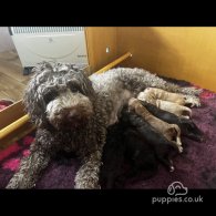 Labradoodle - Both