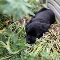 Labrador Retriever - Dogs