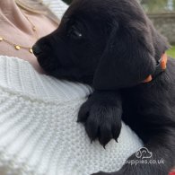 Labrador Retriever - Dogs